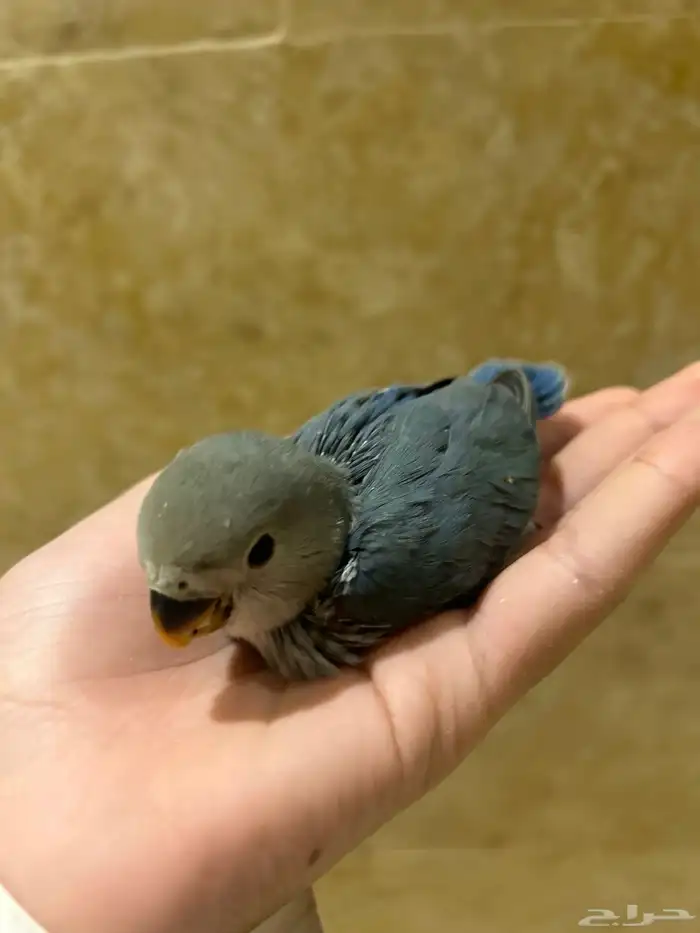 فرخ روز للبيع 2