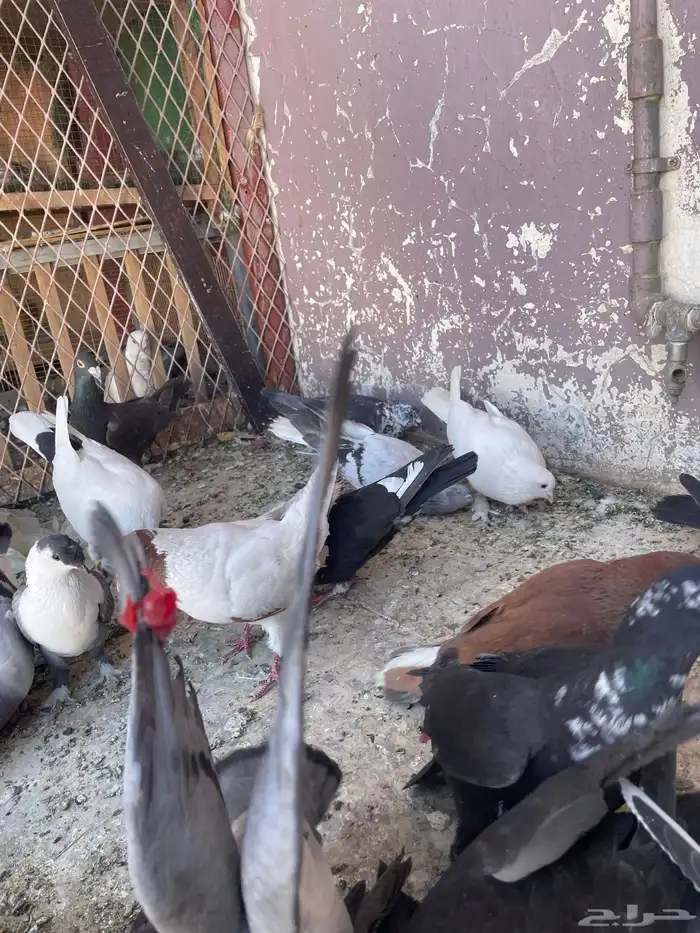 حمام كش 4