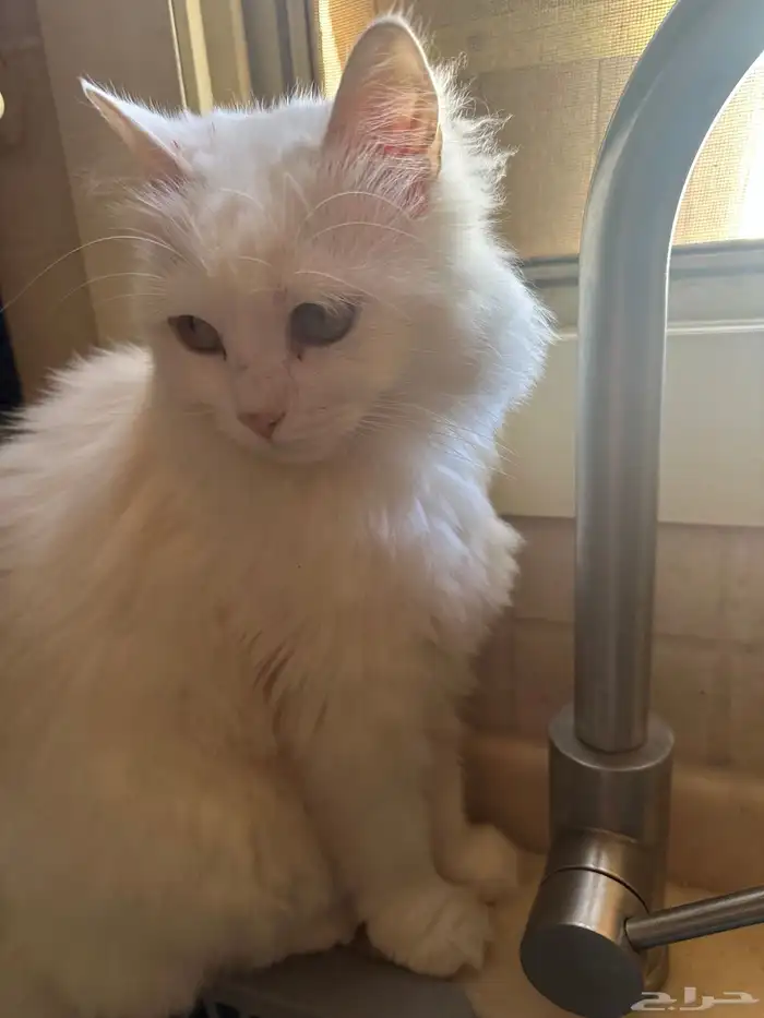 قطة شيرازي للتبني للبالغين ولا يدخل الي عندة اطفال بالبيت 0