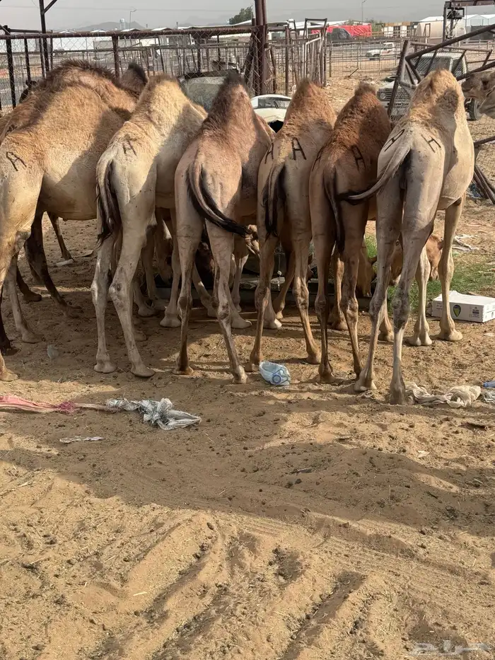 قعدان مبادي ومنسبات شي كفو وسعرها طيب مع التوصيل 1