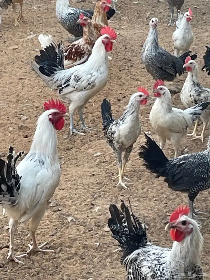 دجاج بلدي وفيومي 200حبه العمر 9 شهور ونصف 0