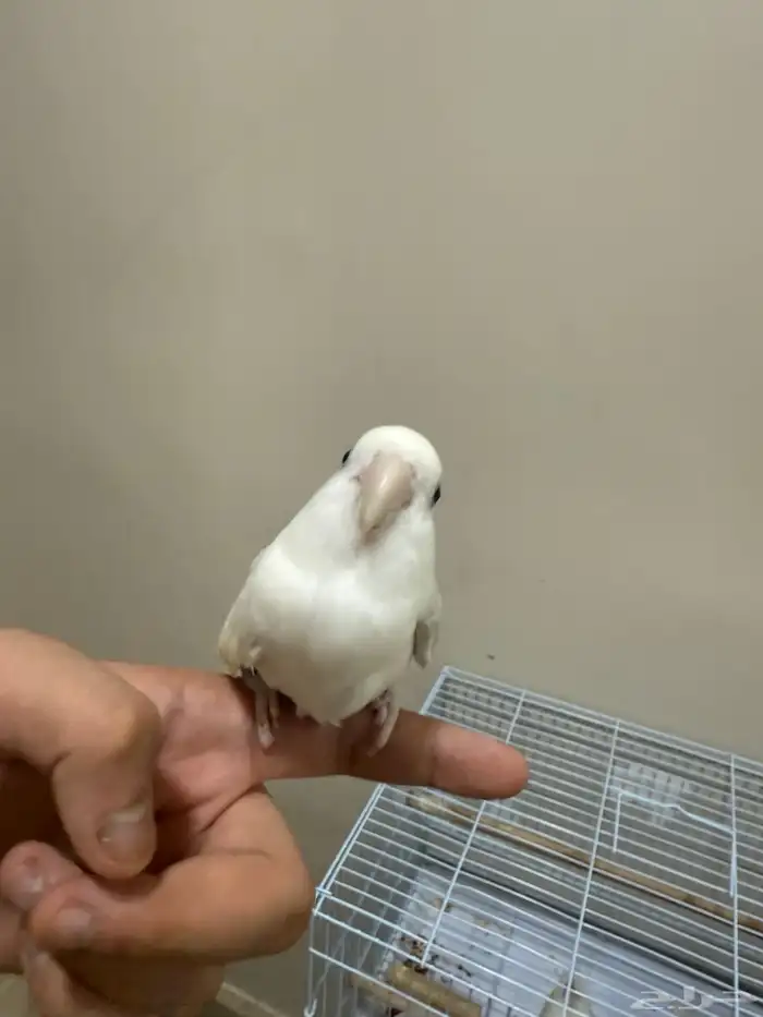 طيور حب روز بيع مع القفص 2