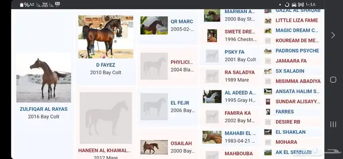 حصان عربي اصيل 4