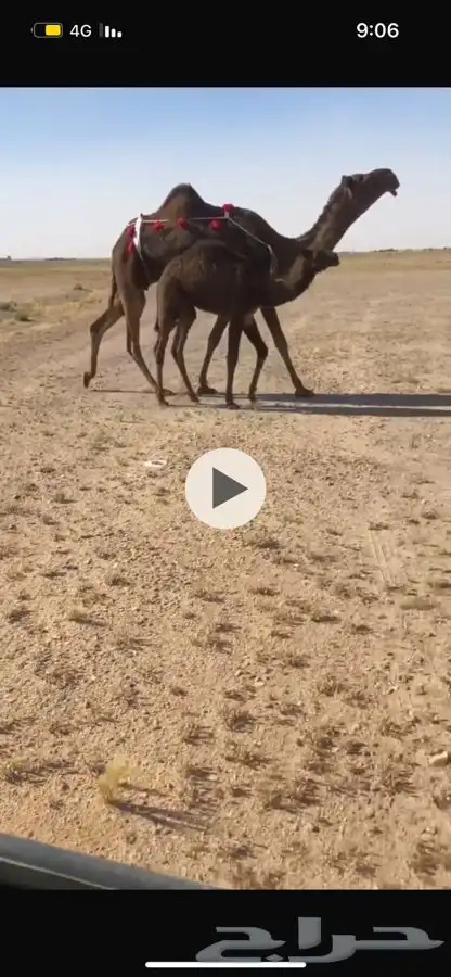 خلفه رباع تحتها قعود 0