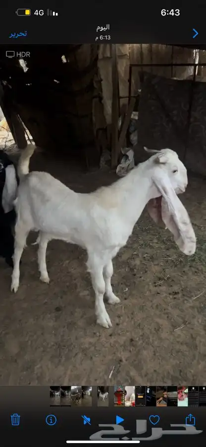 تيس 0