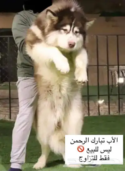 الاسكا مالموت جاينت بيور خصم 4