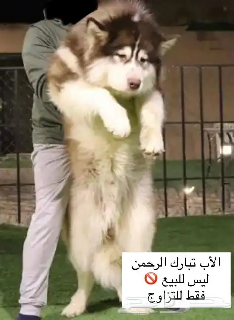 الاسكا مالموت جاينت بيور خصم 4