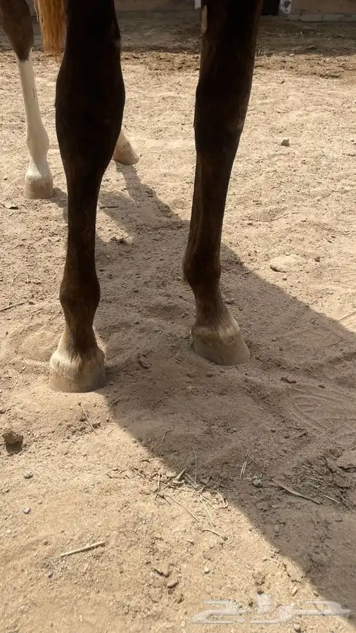 مهر للبيع 5