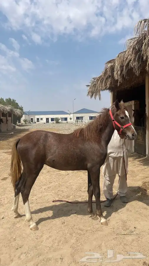 مهر للبيع 4