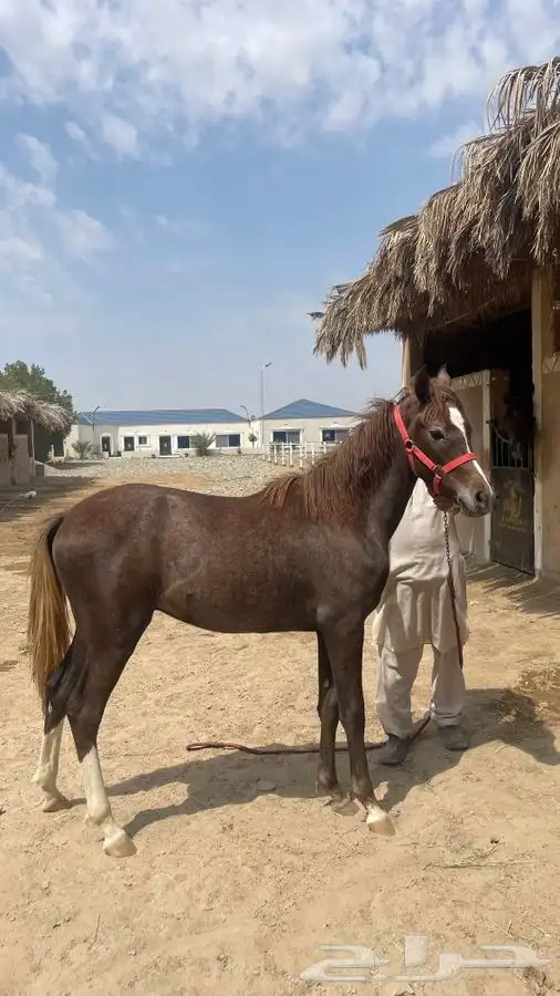 مهر للبيع 1