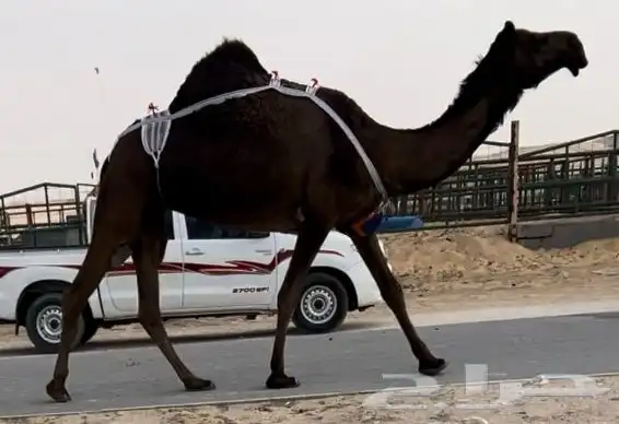ناقه خفوت مميت ومعشر لقحه طيبه مجاهيم طيبه 0