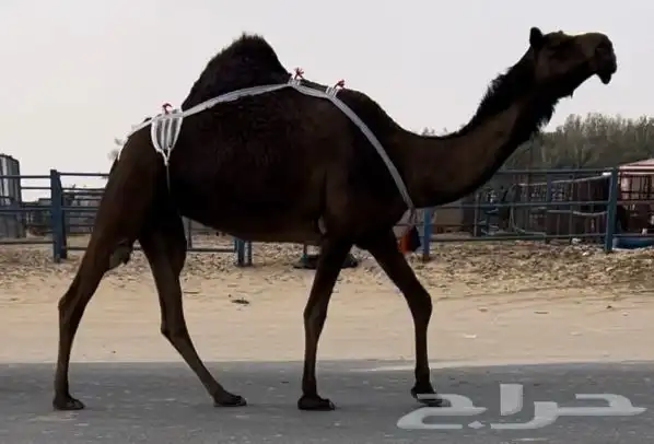 ناقه خفوت مميت ومعشر لقحه طيبه مجاهيم طيبه 2