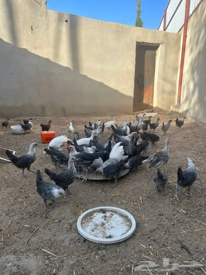 جنوب الطايف السر   دجاج للبيع اعمارها متفاوته 11