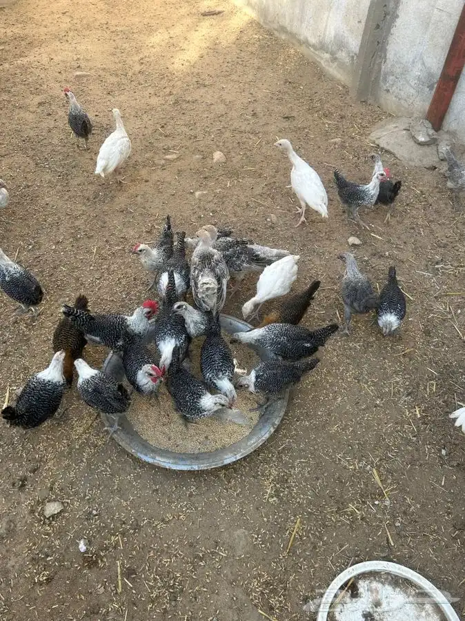 جنوب الطايف السر   دجاج للبيع اعمارها متفاوته 9