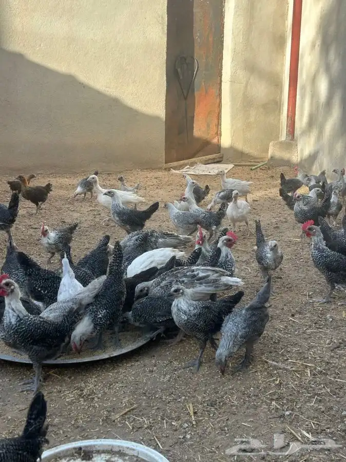 جنوب الطايف السر   دجاج للبيع اعمارها متفاوته 12