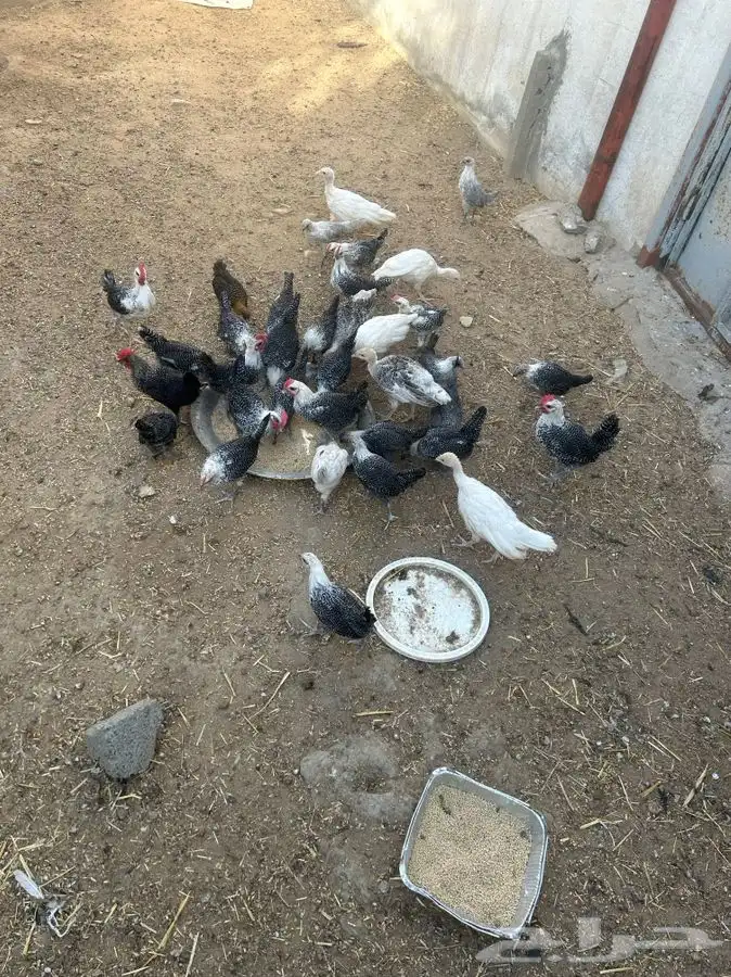 جنوب الطايف السر   دجاج للبيع اعمارها متفاوته 10