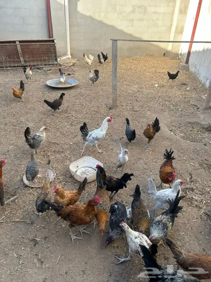 جنوب الطايف السر   دجاج للبيع اعمارها متفاوته 1