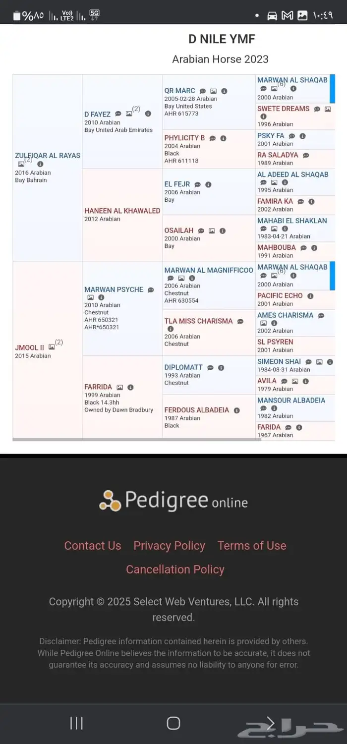حصان عربي اصيل 3