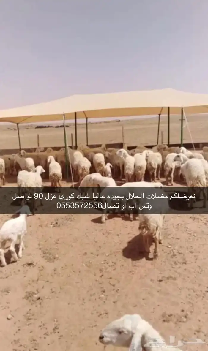 مضلات 0