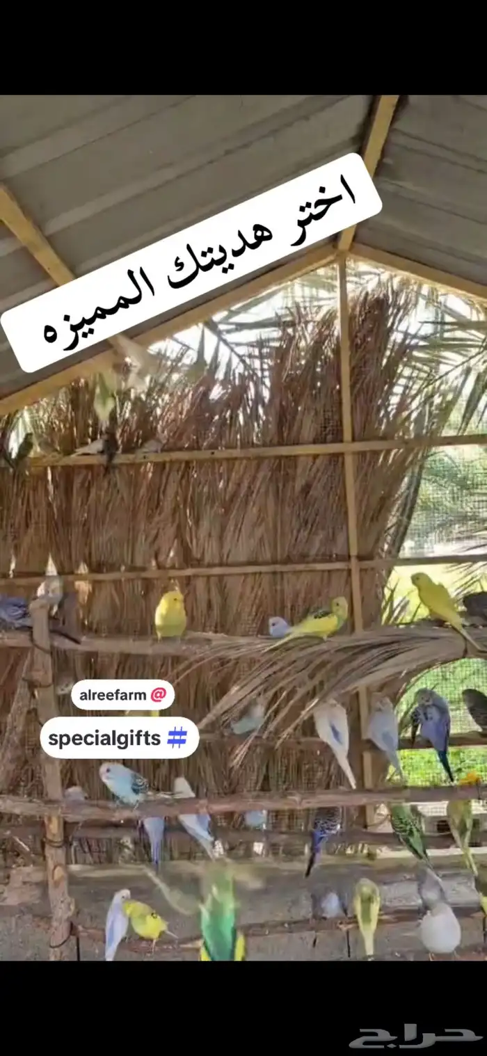 جدة 5