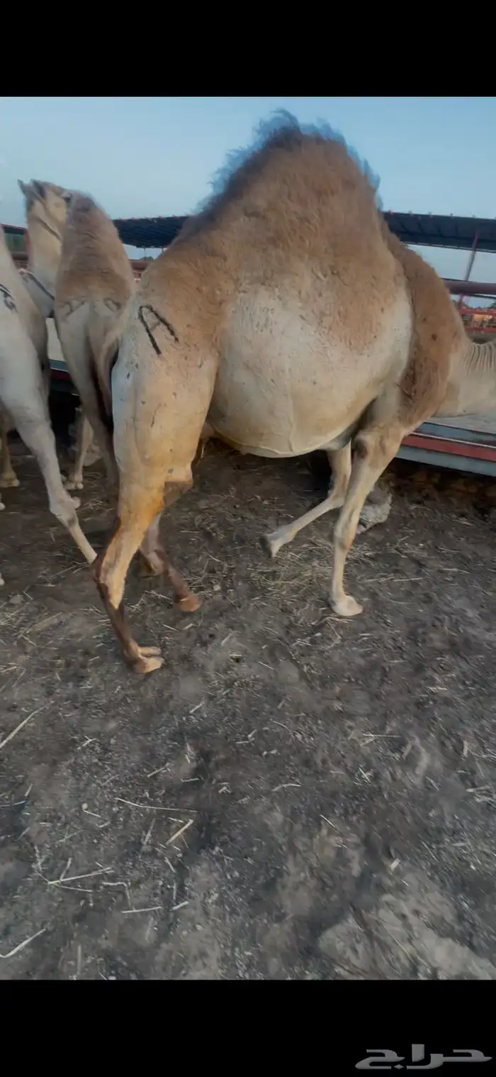 قعدان مبادي ومنسبات شي كفو وسعرها طيب مع التوصيل 6