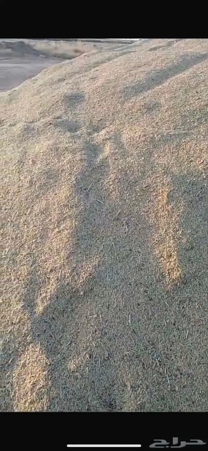 شعير سداسي للبيع 150 طن 2