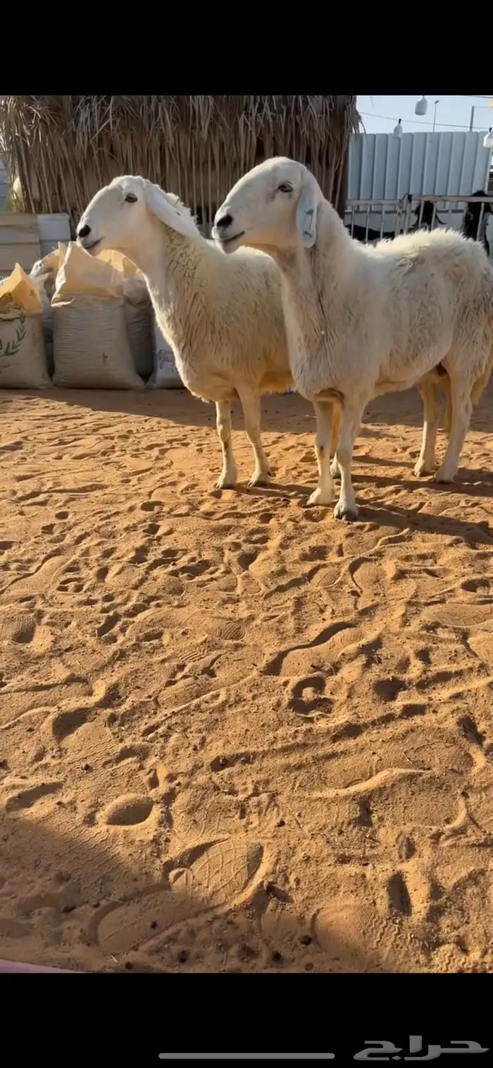 للبيع شياه حريات حرش خصم (تم البيع) 0