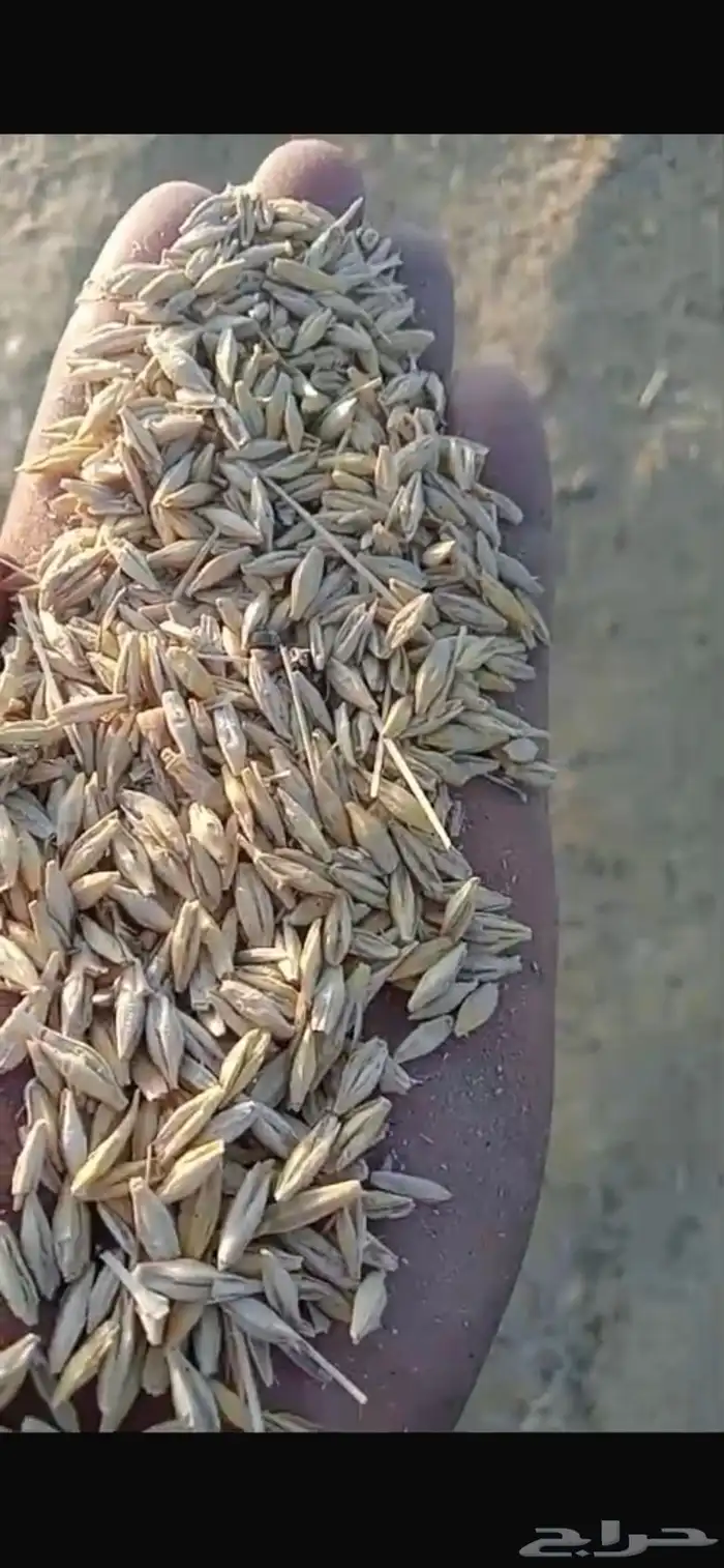 شعير سداسي للبيع 150 طن 3