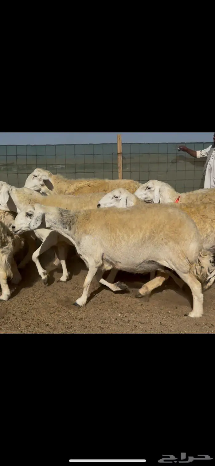 غنم حريات صنف 76 معاها 6 ضغط عالي 7