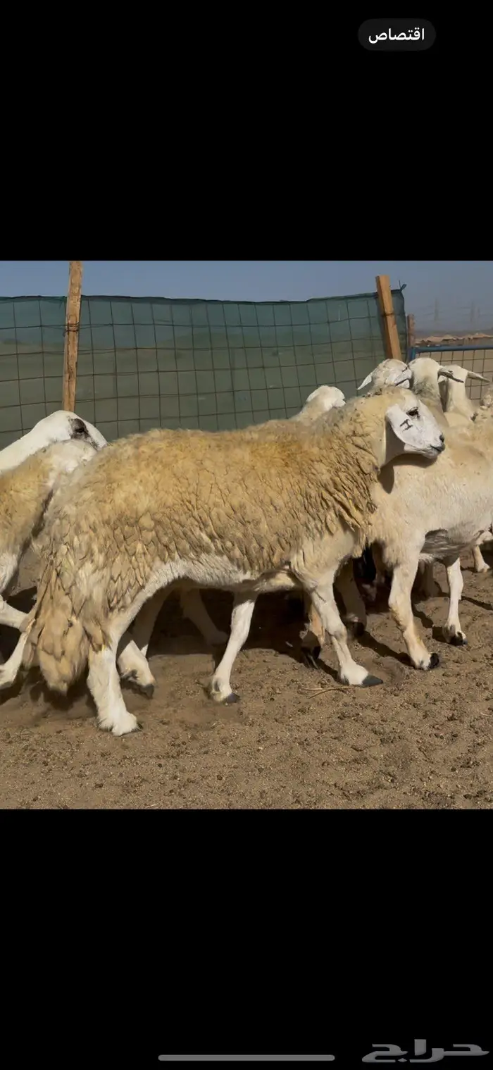 غنم حريات صنف 76 معاها 6 ضغط عالي 5