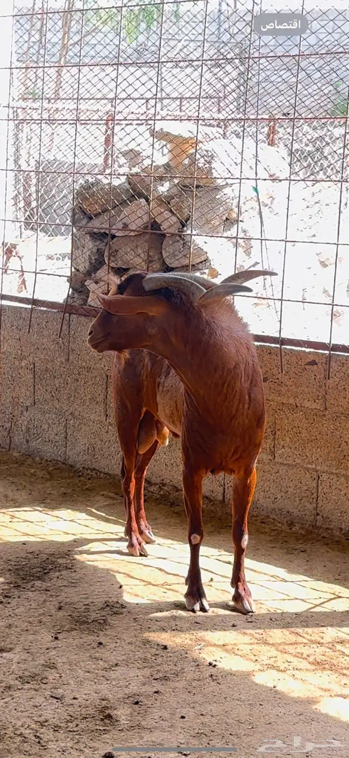 فحل ادهم 2