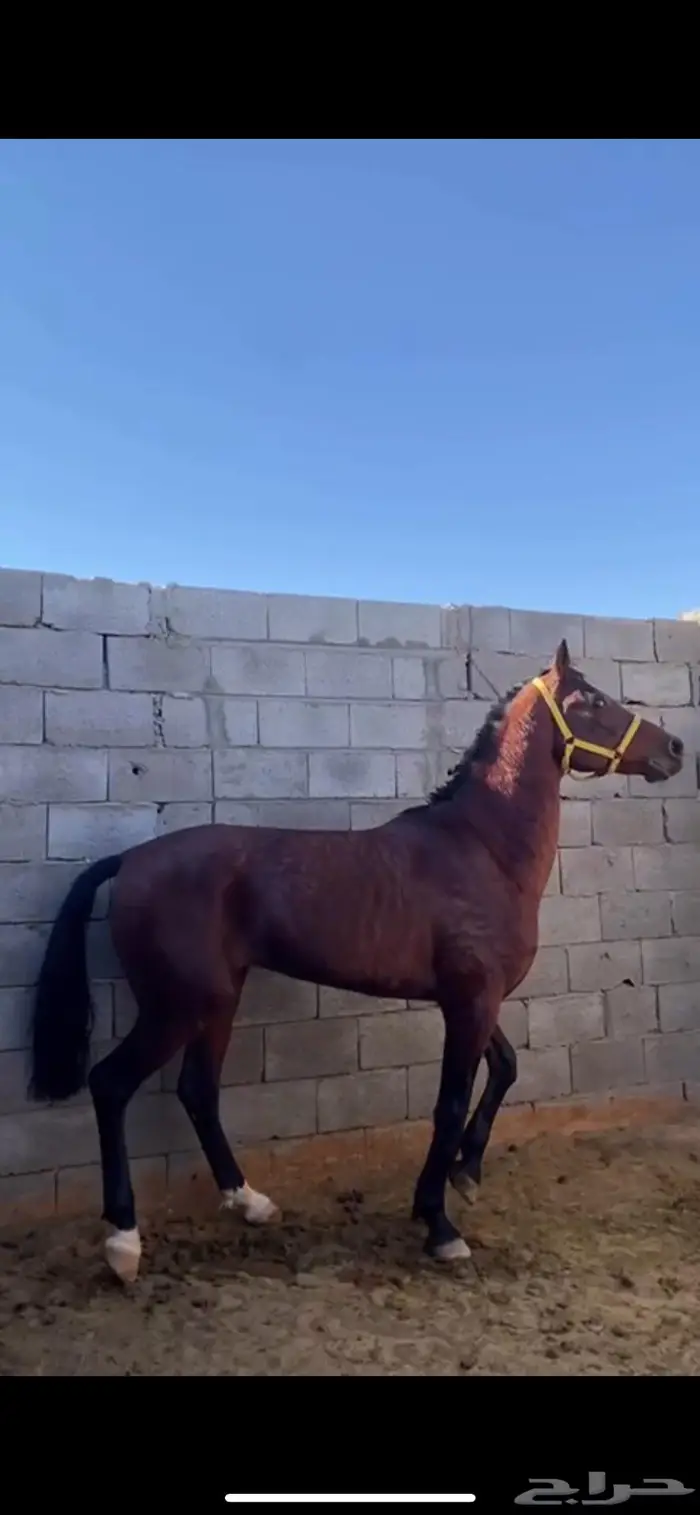 حصان شعبي 0