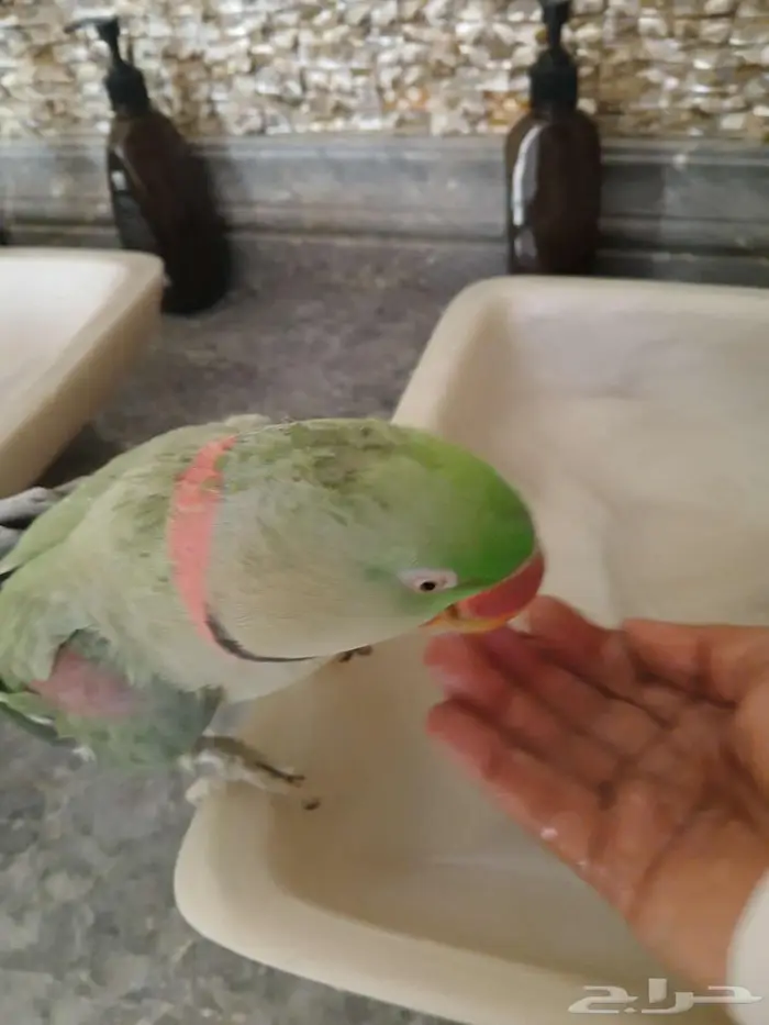 ببغاء نيبالي اليف ومحجل 3