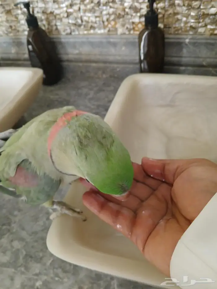 ببغاء نيبالي اليف ومحجل 1