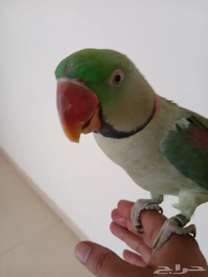 ببغاء نيبالي اليف ومحجل 0