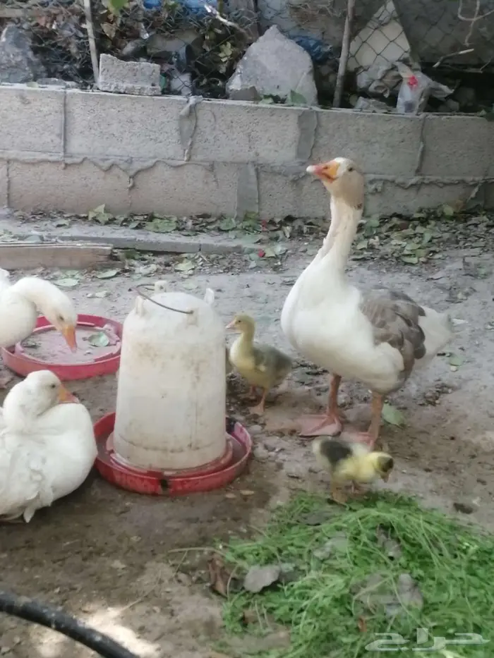 للبيع وز مفتل سيباستبول 7