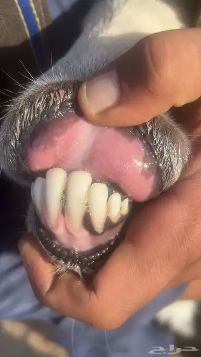 نجديه فاخره تم البيع 1