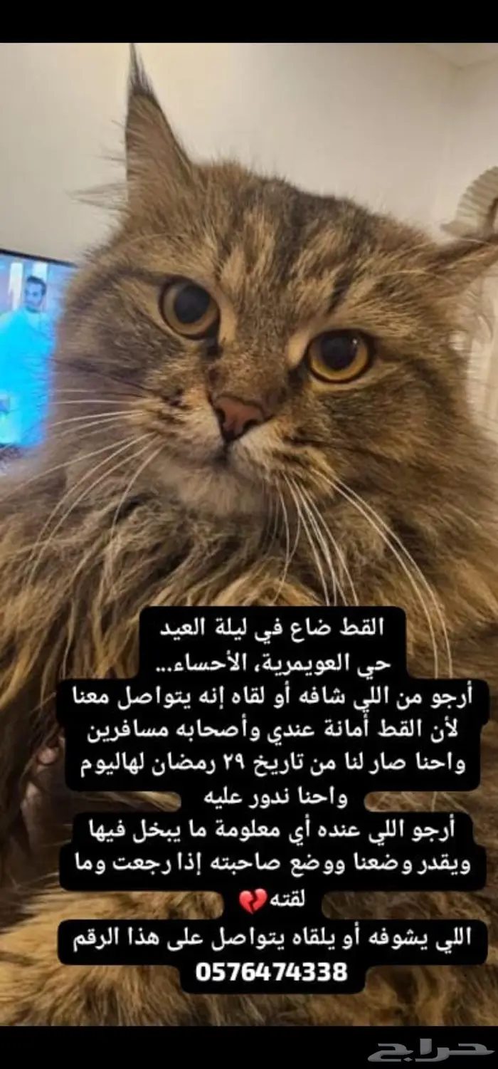 قط مفقود بالعويمريه الهفوف 0