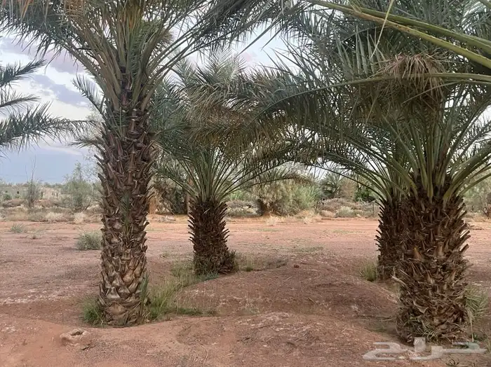 للبيع نخل الموقع محافظة الشملي 8