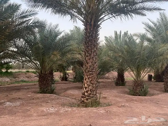 للبيع نخل الموقع محافظة الشملي 2