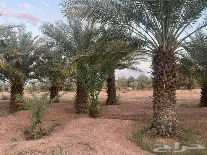 للبيع نخل الموقع محافظة الشملي 3