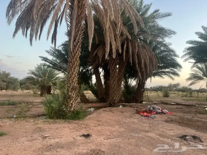 للبيع نخل الموقع محافظة الشملي 4