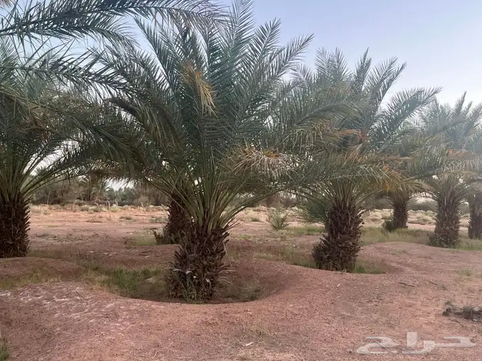 للبيع نخل الموقع محافظة الشملي 7