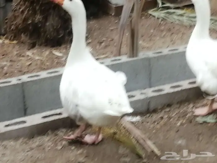 للبيع وز مفتل سيباستبول 12