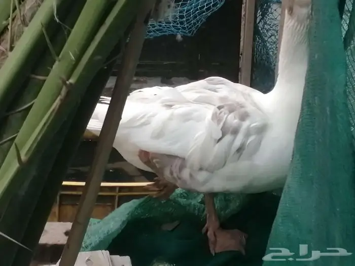 للبيع وز مفتل سيباستبول 15