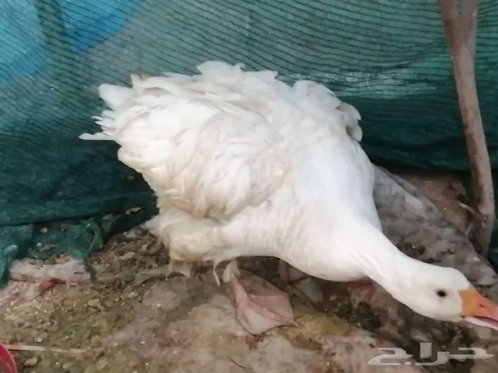 للبيع وز مفتل سيباستبول 16