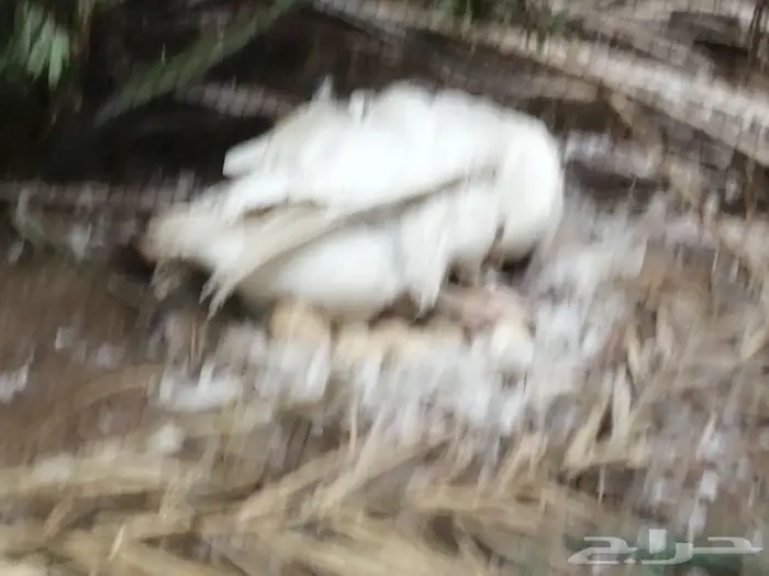 للبيع وز مفتل سيباستبول 34