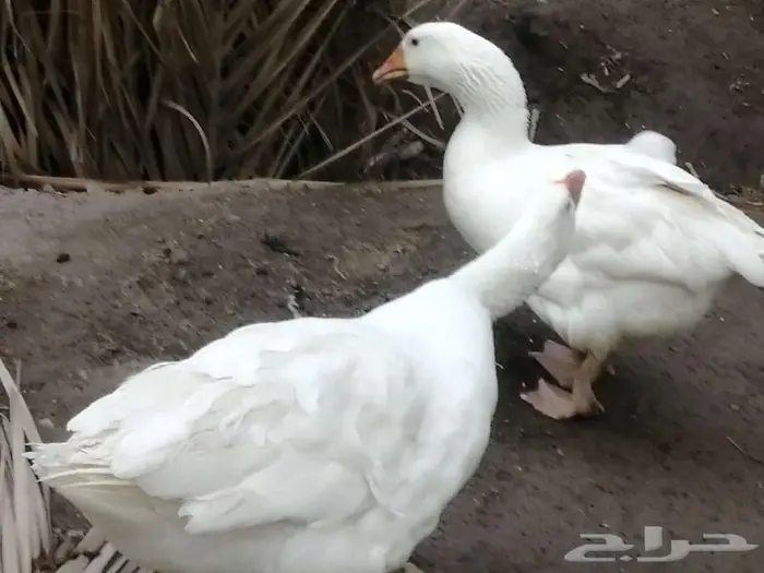 للبيع وز مفتل سيباستبول 43