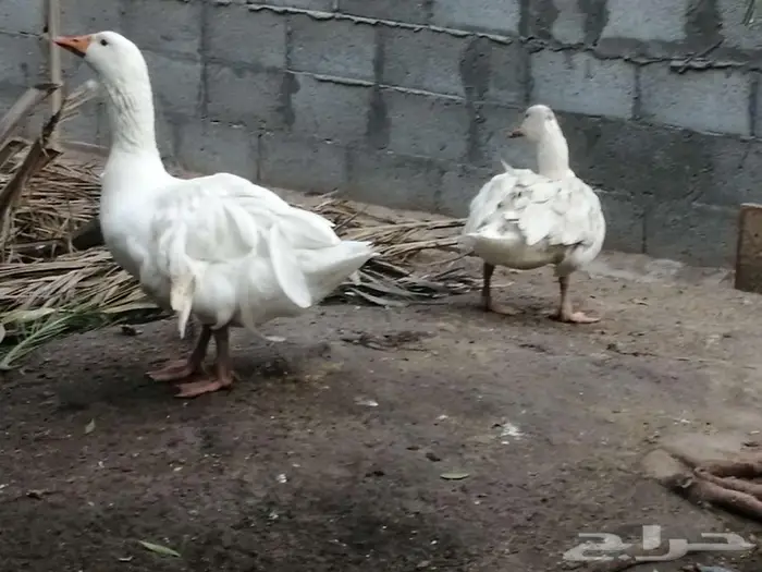 للبيع وز مفتل سيباستبول 36