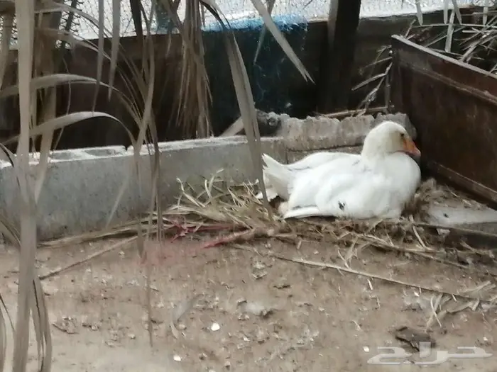 للبيع وز مفتل سيباستبول 42